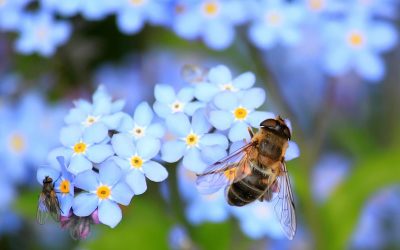 Història de la mel d’abella